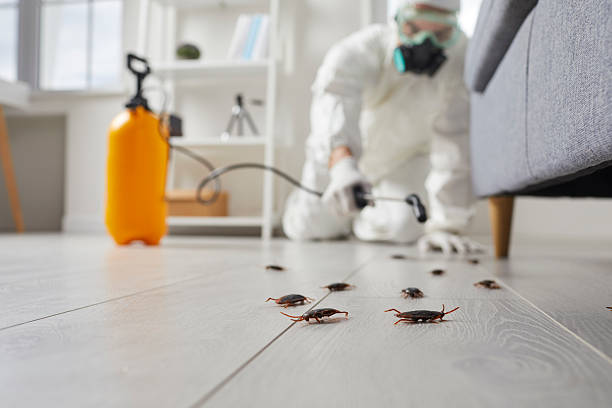 Commercial Rodent Management in Brockway